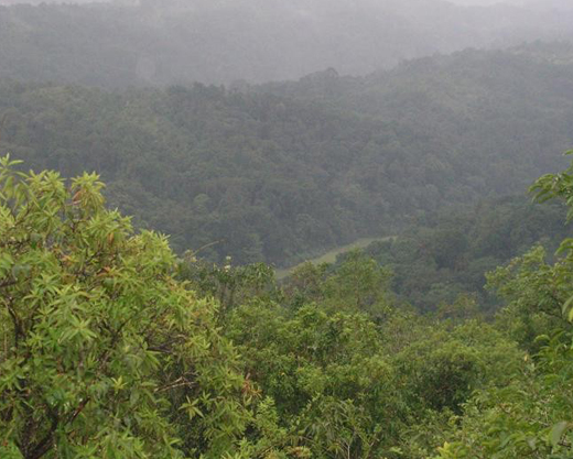 Forest cover in Gundia river
